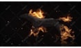 make horse particle trails logo
