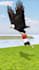 create 3d character animation video