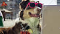 make a funny video commercial with a dog at the beach