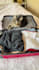 create a cat ugc video for your pet products or services