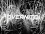 create amazing vj loop and dj visuals