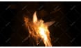 create a bird phoenix intro animation with your logo, reveal