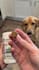 create ugc dog videos for your brand for instagram, tiktok, facebook, youtube