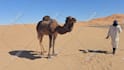 deliver funny happy birthday video with camel