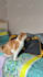 create a cat ugc video for your pet products or services