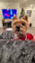 create dog ugc video ads for your pet brand and products