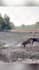create wildlife  animals copyright free videos for youtube