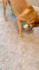 create ugc dog videos for your brand for instagram, tiktok, facebook, youtube