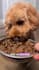 create dog ugc videos for your pet product