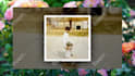 create emotional wedding, birthday or anniversary photo slideshow video