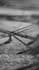 make dystopian lyric video for metal, post punk, and electronic music
