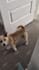 create lifestyle ugc content or pet ugc