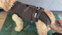 create dog or cat ugc videos for your pet product and services