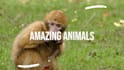 do youtube intro and outro,trailer video with logo animation