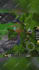 edit a minecraft smp video for you