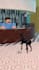 create roblox animation shorts and reels