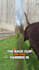create engaging pet ugc