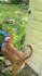 create ugc for pet products with my large dog