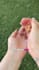create dog or cat ugc videos for your pet product and services