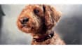 do professional product photography with dog model