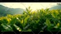 create amazing promotional video