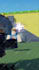 create you a fully customized roblox animation video