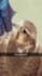 edit funny call of duty and warzone gaming meme video tiktok