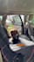 create ugc content for your dog products or pet brand