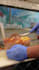 do professional food and restaurant video editing