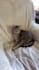create 1000 funny pets youtube shorts or reels