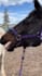 create 1500 funny animals shorts, youtube shorts, shorts videos within 24hr