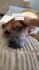 create ugc for pet products with my large dog