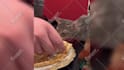 create monetizable funny animal videos and shorts for youtuber