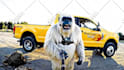 create gorilla and yeti vlogging videos, ai bigfoot vlog