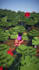 create a viral minecraft tiktok for your server