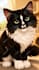 create 3d animated videos for kids like cocomelon