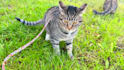 create engaging cat ugc ads for social media