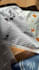 do german ugc video ads