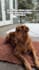 create authentic ugc content with my playful dog