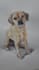 do a custom watercolor pet portrait painting