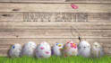 make a funny bunny happy easter greeting video