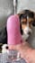 create pet ugc videos featuring my beagle, rosie