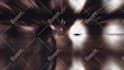 create amazing amv, game edits or anime edits full HD 1080p