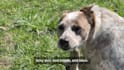 create ugc videos with my dog tiktok reels amazon pets