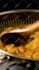 make a cooking video recipe like a chef