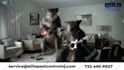 do funny pest control or termites control video pest control