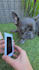 do dog ugc photos and german videos