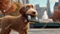 do realistic ai short film, seedance 2 0, seedance, higgsfield, heygen, seedance