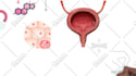 make white board animation or medical explainer videos