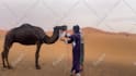 deliver funny happy birthday video with camel